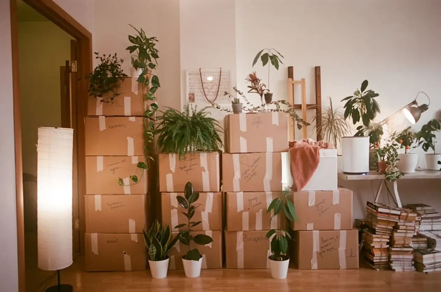 Packed moving boxes and house plants in a living room